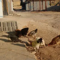 مرغ و خروس کوردی اصل|حیوانات مزرعه|روانسر, |دیوار