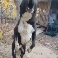 سگ سرابی اصیل نگهبانی سفت سخت