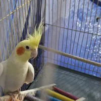 عروس هلندی ماده|پرنده|کرج, برغان|دیوار