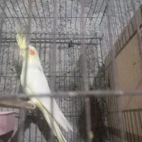 فروش هلندی ماده