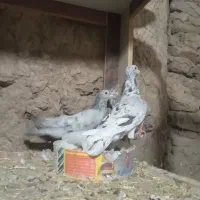 کبوتر|پرنده|کاشان, دروازه فین|دیوار