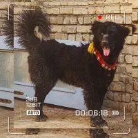 سگ لاس واگذاری