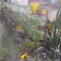 انواع گل و پایه بزرگ واسه گل