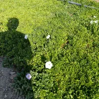 فروش نشا جعبه ای|گل و گیاه طبیعی|محلات, |دیوار