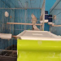 عروس هلندی باجوجه وقفس،خنداب|پرنده|ملایر, |دیوار