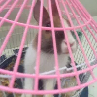 معاوضه خرگوش مینیاتاتوری بازیگوش  و باهوش  و اهلی