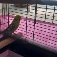 ۱ عدد مرغ عشق