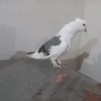 کبوتر بوشهری ویک نر پاکستانی|پرنده|کاکی, |دیوار