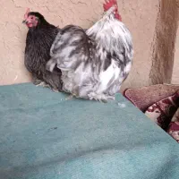 جفت مرغ و خروس کوشین