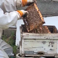 فروش زنبور عسل