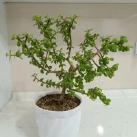 گل و گیاه طبیعی