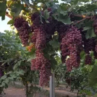 پیشفروش نهال انگور فلیم سیدلس|خدمات باغبانی و درختکاری|گلبهار, نوبهار|دیوار