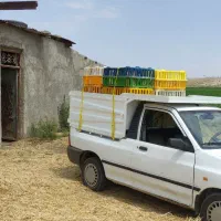 حمل مرغ زنده