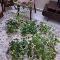 پتوس سبز و ابلغ و حسن یوسف شاداب