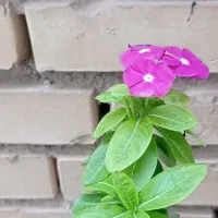 گل و کاکتوس