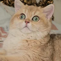 بچه گربه بیریتیش بامزه و جذاب