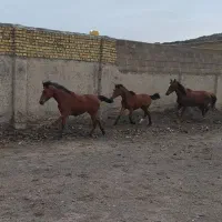 اسب