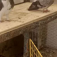 کبوتر پرشی|پرنده|نجفآباد, شیخ آباد|دیوار