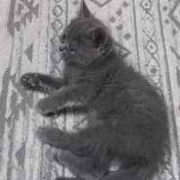 گربه نژاد اسکاتیش پرشین|گربه|مشهد, کوثر|دیوار