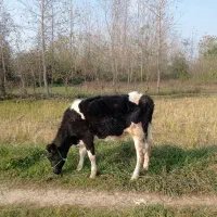 تلیسه هولشتای10 ماهه