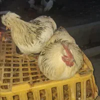 مرغو خروس سیاه