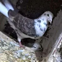 کبوتر|پرنده|اسلامآباد غرب, |دیوار