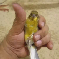 قناری سبز نر|پرنده|تهران, تهرانپارس غربی|دیوار