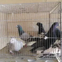 کبوتر نر پریده|پرنده|کرمان, |دیوار