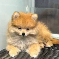 سگ پامرین سه ماهه