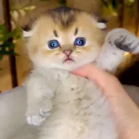 گربه هاکو