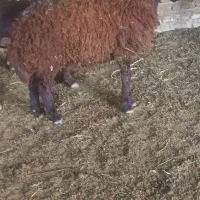 میش بز|حیوانات مزرعه|تربتحیدریه, کوی شهید احمدزاده ملکی|دیوار