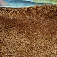 موکت پرز بلند پالاز|موکت|تهران, سلسبیل شمالی|دیوار