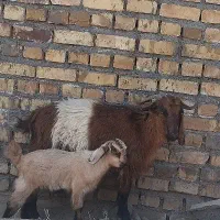 بز جوان|حیوانات مزرعه|تایباد, |دیوار
