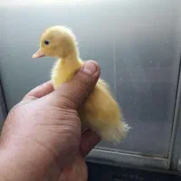 جوجه اردک در همه رنگ به صورت تک  جوجه مرغ وارداتی|حیوانات مزرعه|تهران, نیروی هوایی (پیروزی)|دیوار