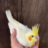 جوجه عروس هلندی لوتینو سرلاکی