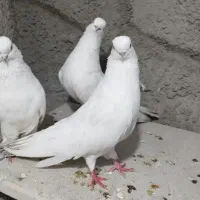 کبوتر نوک ریز تیپلی،بنیشان.آلیام