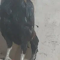 خروس لاری جوان