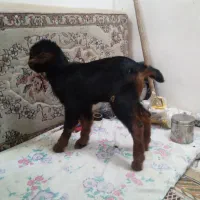 بزغاله شیری