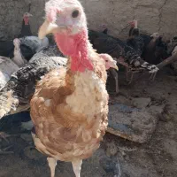 ۲۸عد بوقلمون همه یکجا