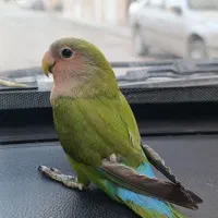 معاوضه طوطی|پرنده|کرمانشاه, |دیوار