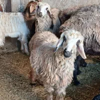 بره 30 کیلو چاق