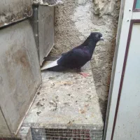 طوقی ودمبی وسینه