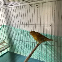 قناری ماده اماده