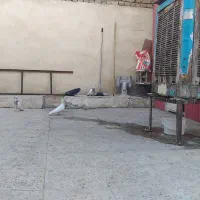 ۱۳ عدد کبوتر