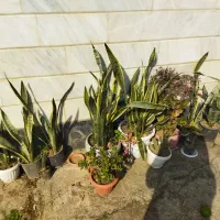 انواع گلهای  طبیعی|گل و گیاه طبیعی|اطاقور, |دیوار