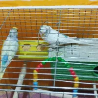 طوطی گرینچیک و مرغ عشق