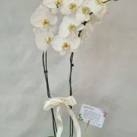 ارکیده آنتریوم کادو هدیه