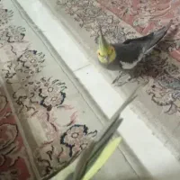 عروس‌هلندی