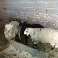 بره نرنده