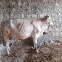 گوساله نر